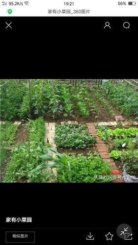 我家有一天长方形的菜园菜园里种着各种蔬菜青菜包心菜茄子