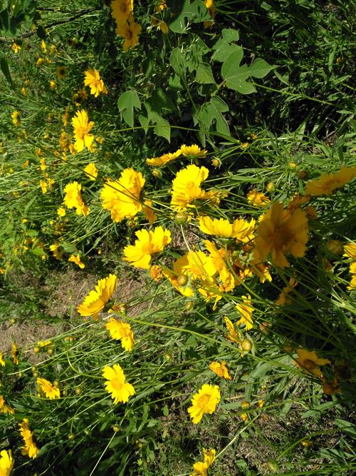山上盛开的野黄花