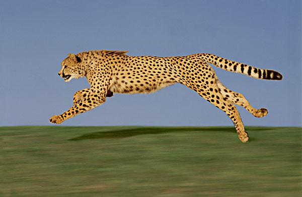 猎豹奔跑图片