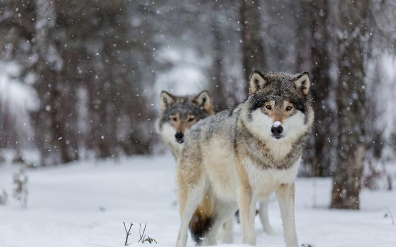 美丽冬季雪地上的狼高清图片雪中动物桌面壁纸下载第二辑
