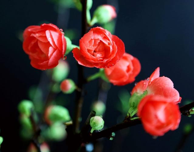 红嫩妖铙海棠花