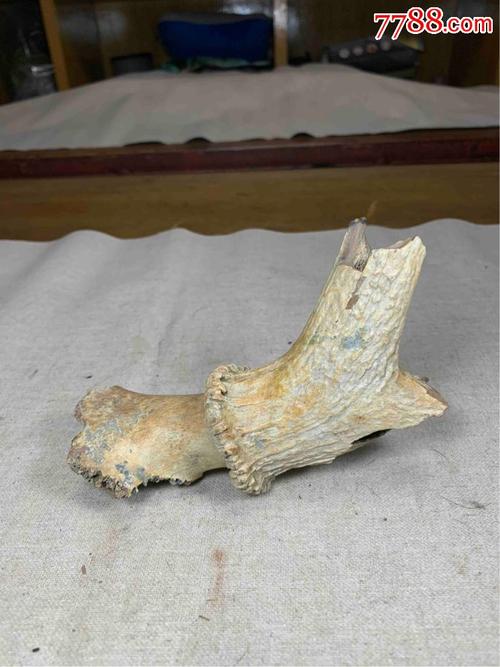 古董古玩收藏杂项清代鹿角化石