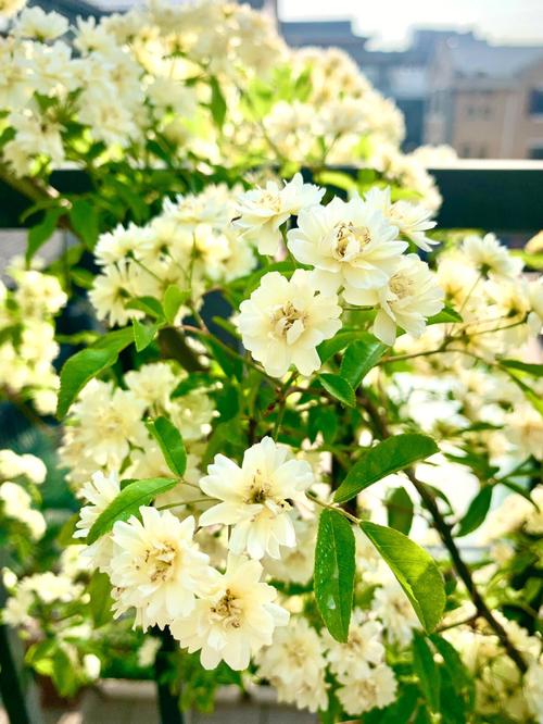 四月是属于木香花的木香花也称七里香