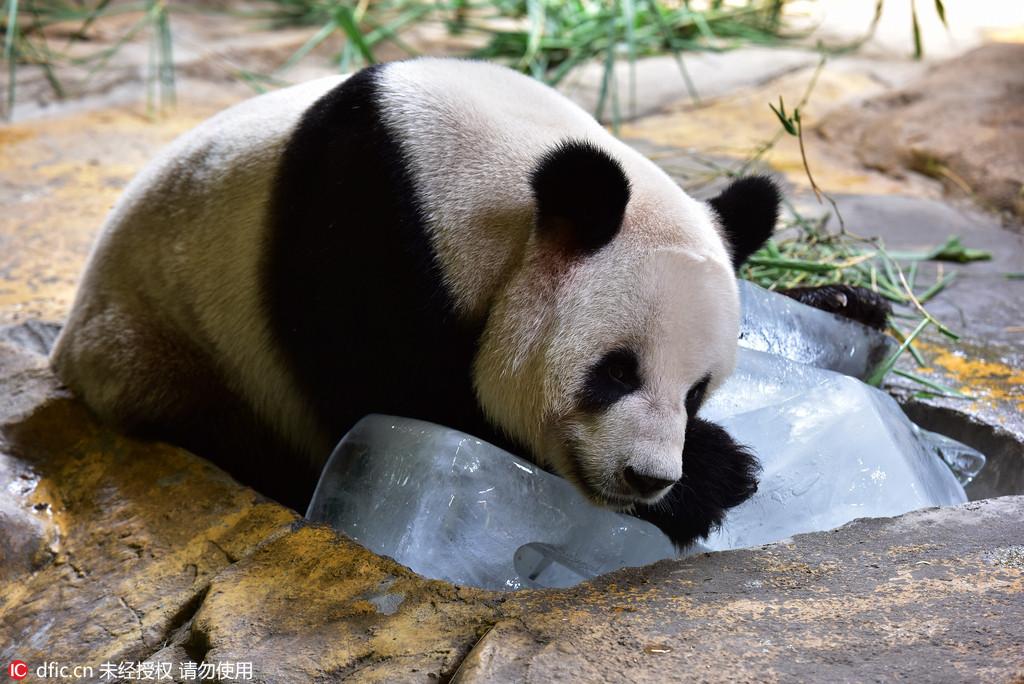 广州38度高温国宝熊猫趴冰块避暑纳凉组图