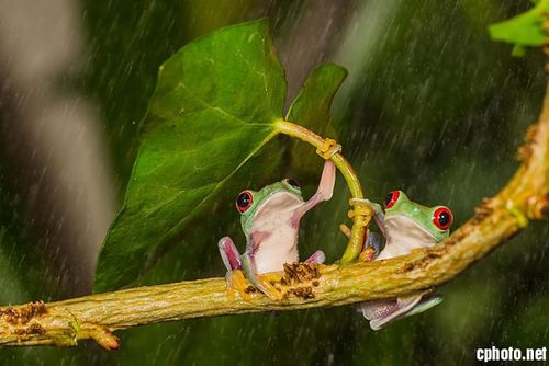 雨中小动物和它们的天然小伞