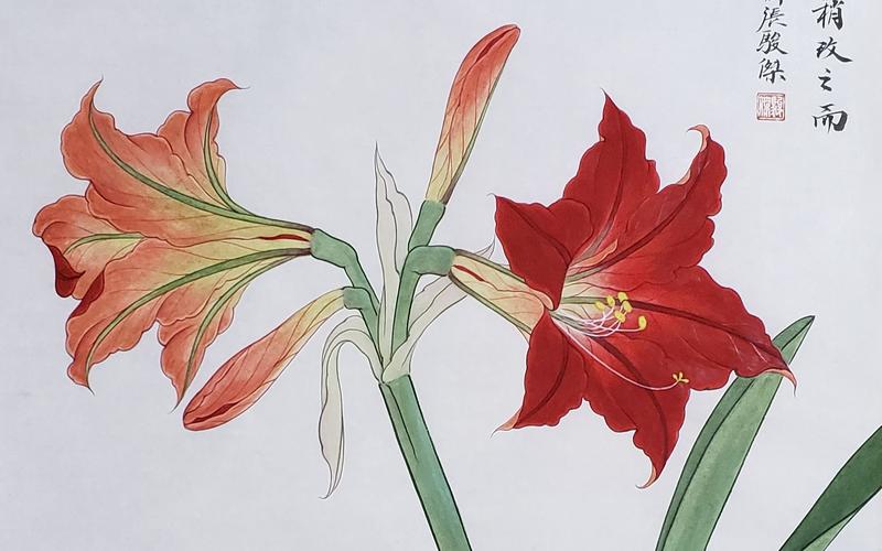 国画《朱顶红》三双勾设色工笔花卉着染创作过程见田斋