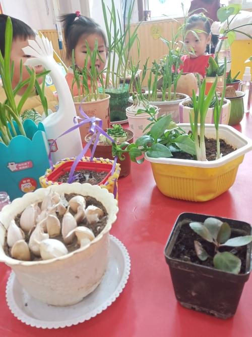 三和竹园幼儿园小一班观察植物篇