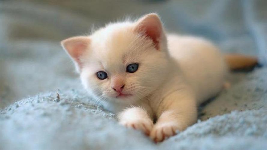 可爱的萌宠雪白色猫咪高清图片桌面壁纸高清大图预览1920x1080动物