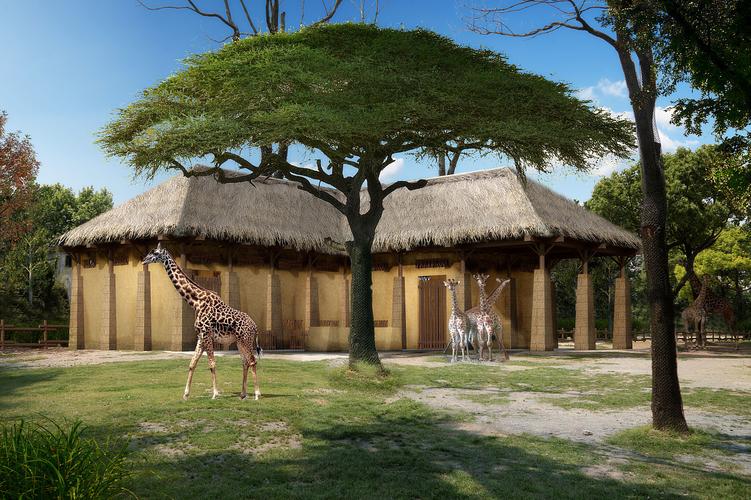 上海野生动物园长颈鹿房子改造