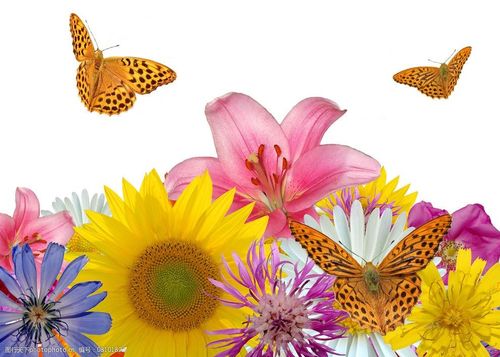鲜花和飞舞的蝴蝶图片