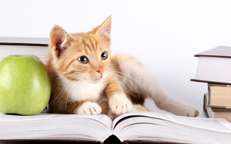 看书青苹果壁纸动物壁纸猫看书青苹果壁纸