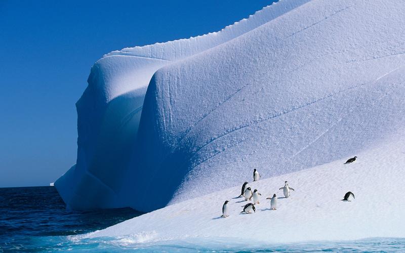 自然冰风景动物企鹅冰山鸟类natureicelandscapeanimalspenguins