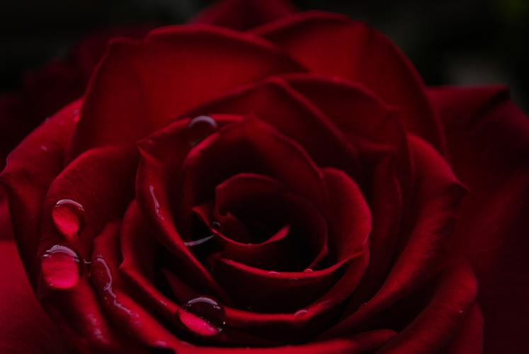 好看的红玫瑰花图片花朵玫瑰唯美植物玫瑰花红玫瑰红玫瑰花