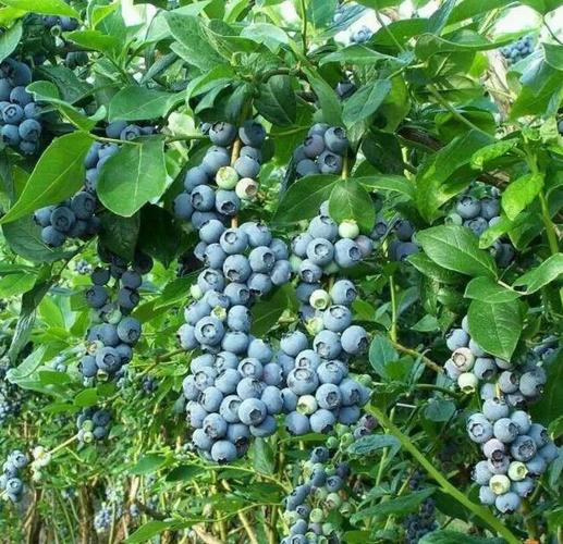 这几种果玩蓝莓种植行情被看好你选对品种了吗