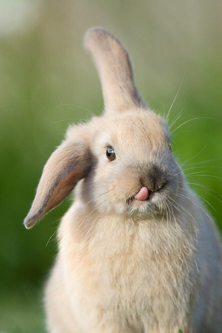 可爱呆萌的兔子动物写真图片大全分享