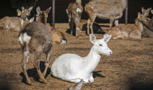 在长春发现世界罕见白鹿通体白色极其漂亮目前中国仅剩3只