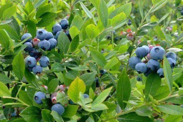 蓝莓苗f6品种优势附简介