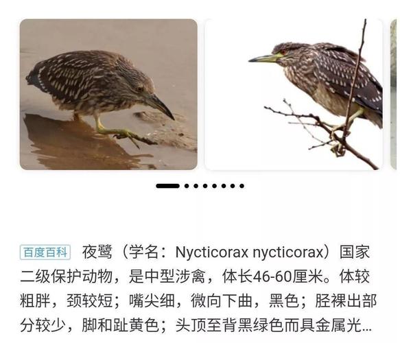 泸州市民捡到一只怪鸟经确认为国家二级保护动物夜鹭