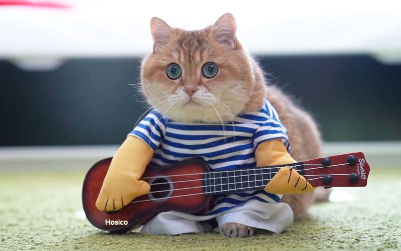 猫咪想不到吧我还会弹吉他