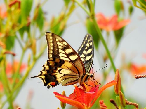 蝴蝶是花的灵魂飞舞在花间美丽了花朵柑橘凤蝶原创摄影