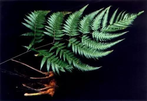 侏罗纪植物活化石金毛狗蕨