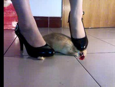 女子直播将一只兔子活活踩死虐杀动物如儿戏2