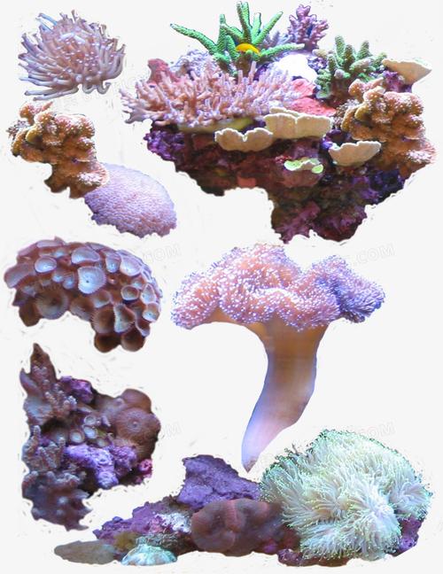 海底珊瑚植物