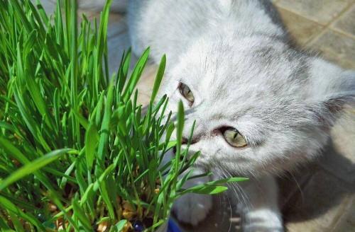 猫是吃肉动物但是为什么喜欢吃草第二条一定要记住