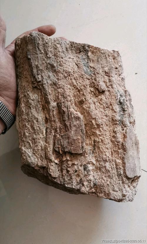5公斤树化石
