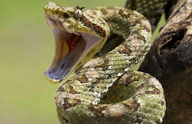 最友好温和的蛇一旦被这十类蛇咬过不用担心没毒