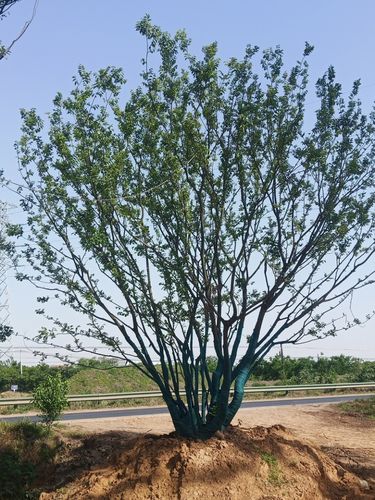 安徽滁州朴树基地批发单杆丛生朴树胸径10公分