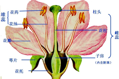 分析花的结构由外到内依次是花柄花托花萼花冠雄蕊和雌蕊雄蕊