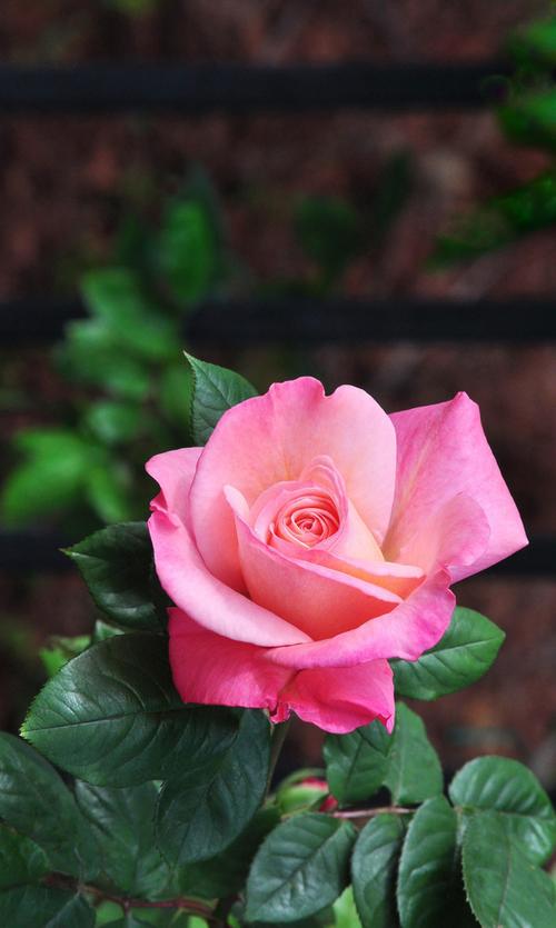 粉色玫瑰花花卉图片