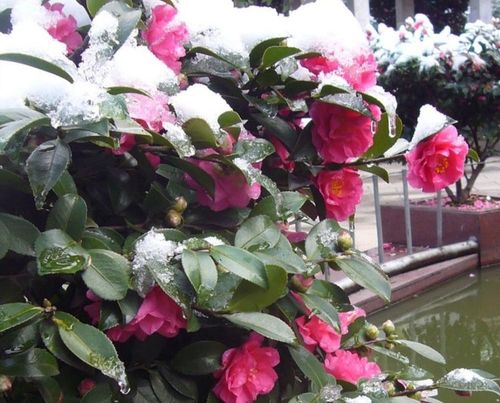 原创5种耐寒的花冬天大雪压枝姿态更优美