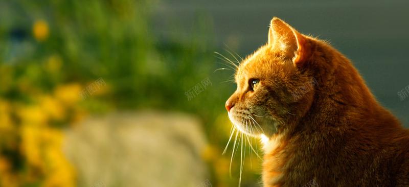 可爱猫咪背景图由新图网用户分享上传推荐搜索动物可爱摄影活泼