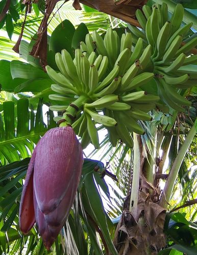 芭蕉树别名绿天甘蕉板蕉等.常绿高大多年生草本植物