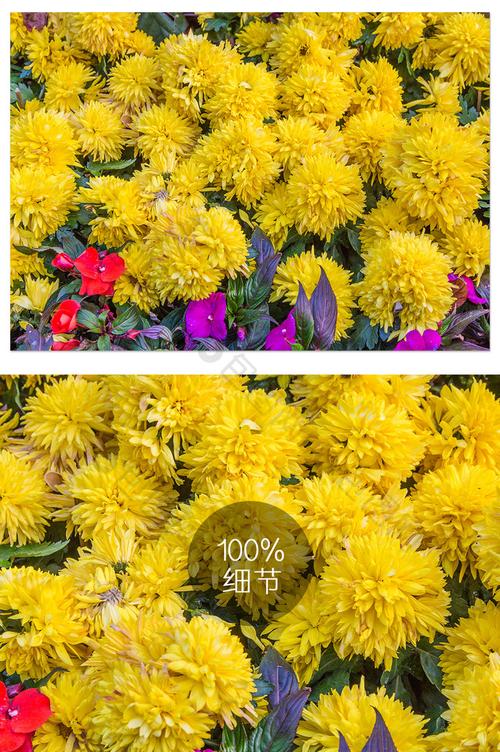 清新菊花花卉特写摄影图