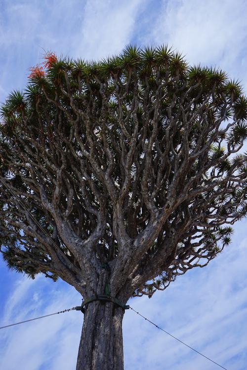 加那利岛龙树图片2