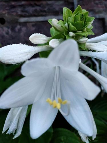 雨后的不知花名叫白仙子也行伫立庭院引人注目.