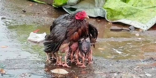 母爱的伟大母鸡为了不让鸡崽淋到雨用身体翅膀护着幼崽