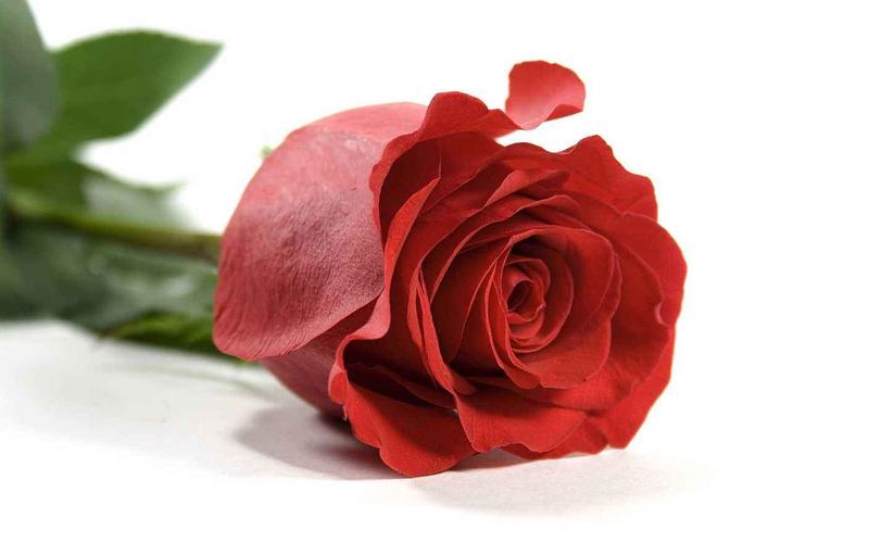 玫瑰花的传说自私的爱神用爱情之箭俘获花神的心