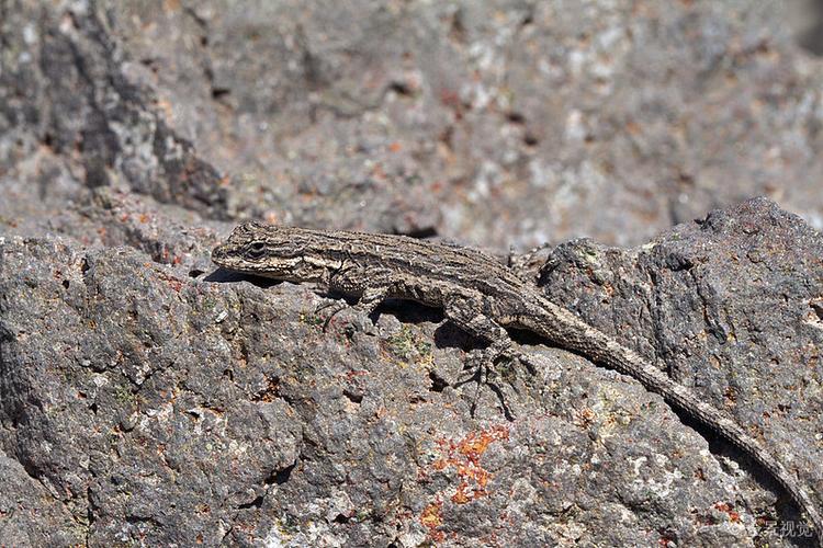 刺状蜥蜴保护色石头高清图片全景视觉