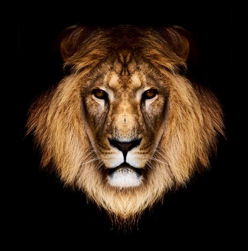 壁纸动物狮子