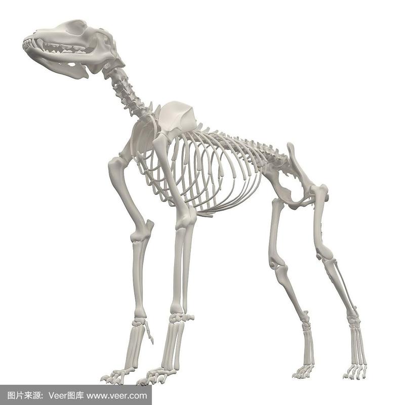 狗动物骨骼图像生物学健康保健