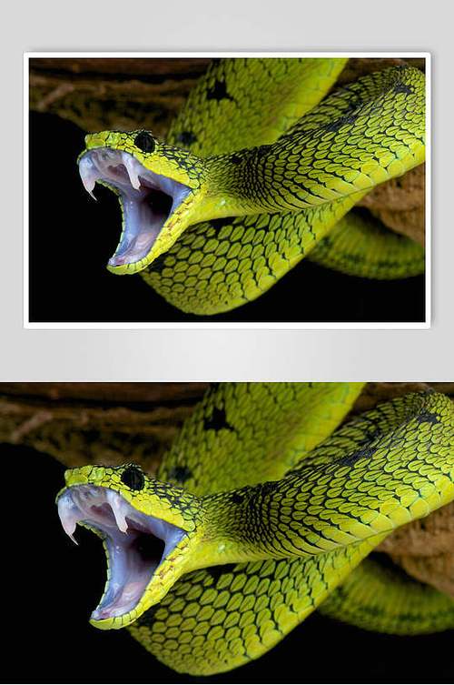 凶猛蛇张嘴图片摄影图