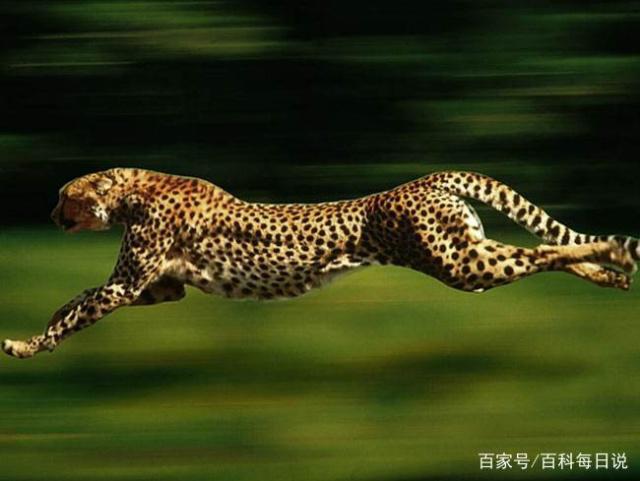 跑得最快的动物可能不是你所期望的