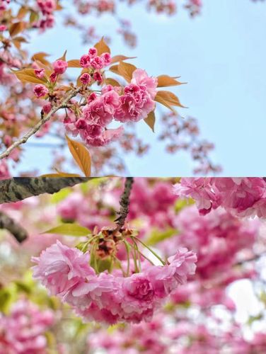 深山中精品樱花4月发货只发2次顺丰到付做纯露精油鲜花花朵