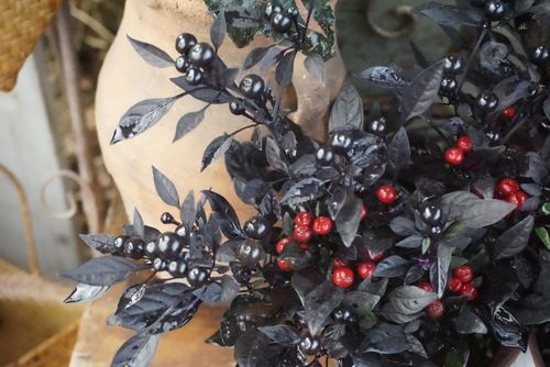 黑珍珠观赏辣椒多年生观果观叶植物盆栽万圣节气氛黑色植物