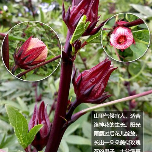 洛神花种子食用玫瑰茄花茶种子四季易种易活植盆栽植物