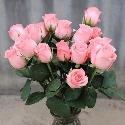 玫瑰鲜花云南昆明黛安娜戴安娜玫瑰浪漫鲜花直发粉色玫瑰鲜花新鲜